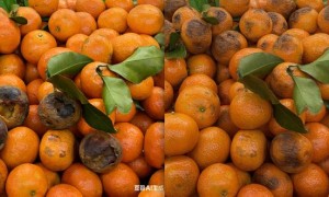 AI成电商购物退款诈骗帮凶 伪造瑕疵30秒“搞定” |聚焦